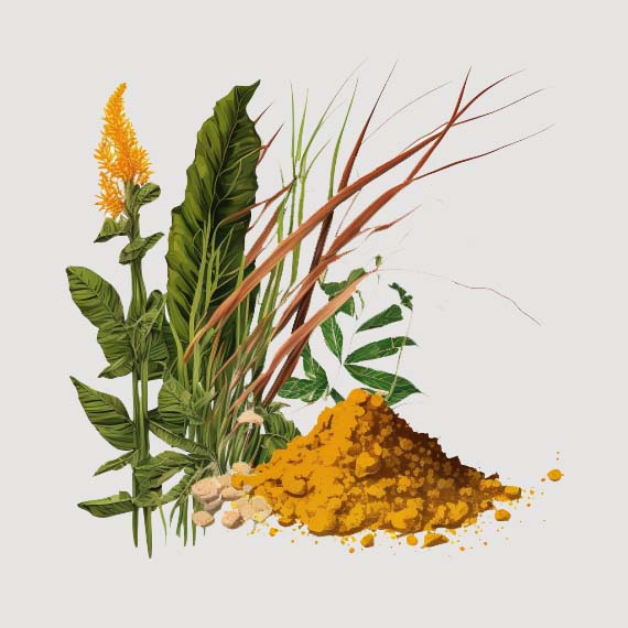 Vetiver root and wild turmeric
